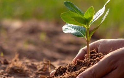 Plan Especial de Adecuación Ambiental y Territorial “Huerta de los Infantes”