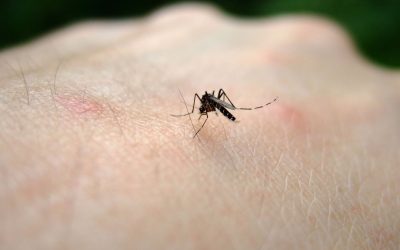 CAMPAÑA AYUNTAMIENTO IBROS – PREVENCIÓN DE CONTAGIOS DEL VIRUS DEL NILO OCCIDENTAL